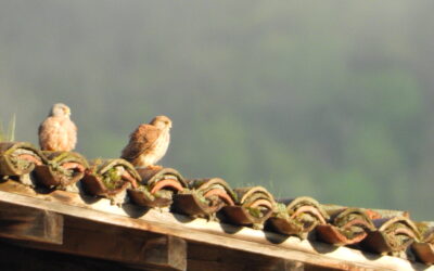 Oiseaux d’ici
